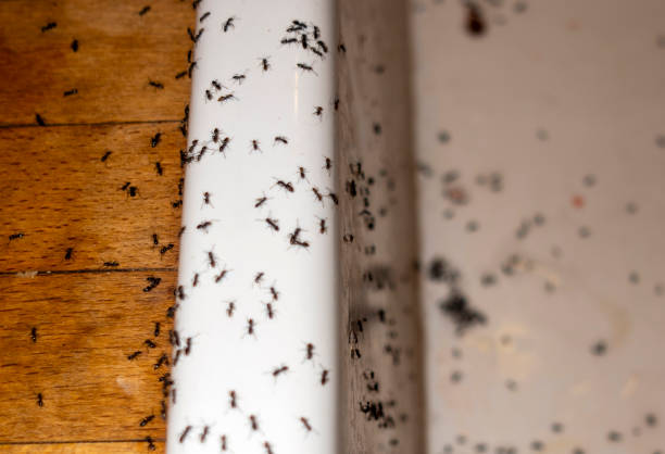 Best Pest Control Near Me in Belmont Estates, VA